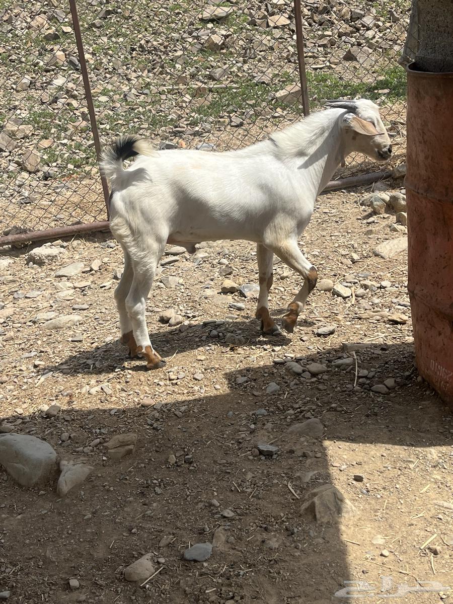 جفر للبيع64427905550595111