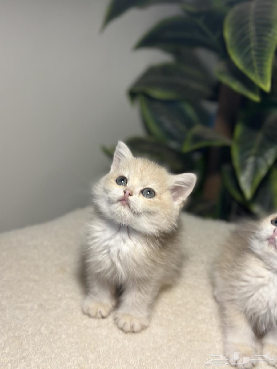 تم البيع ذكر برتيش64427263968257110