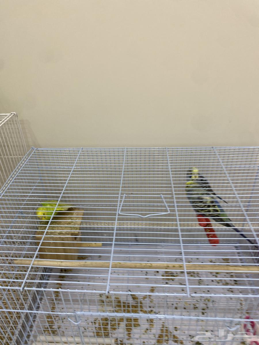 بادجي الجوز 90  الفرد 6064429022683267113