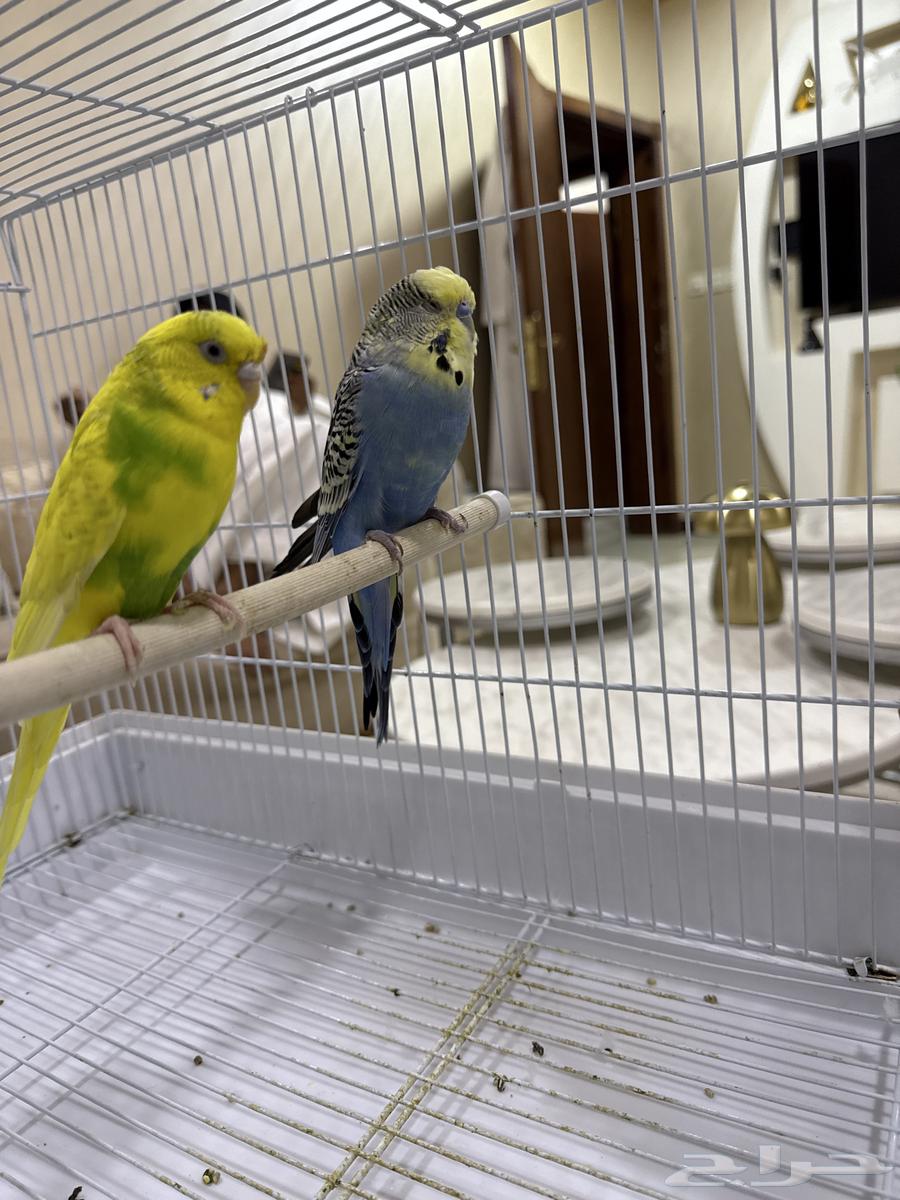 طيور الحب64432564502403110