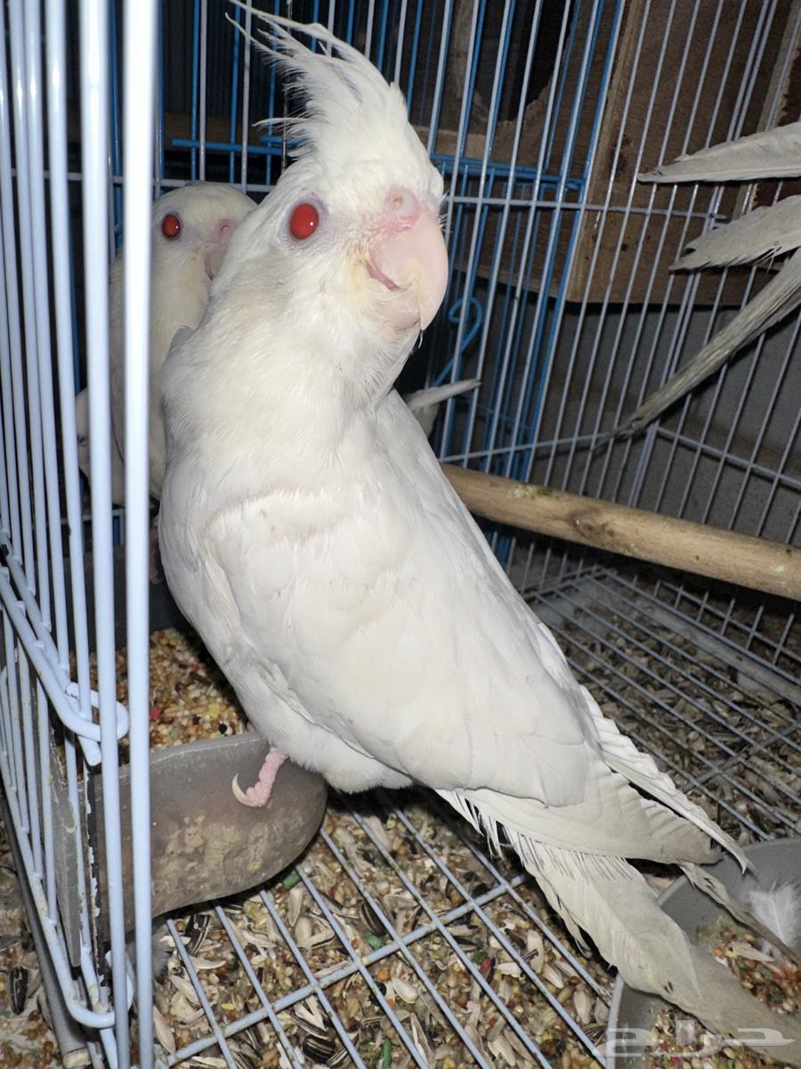 كروان البينو اليف نص ولافة عيون حمر64426456741378113