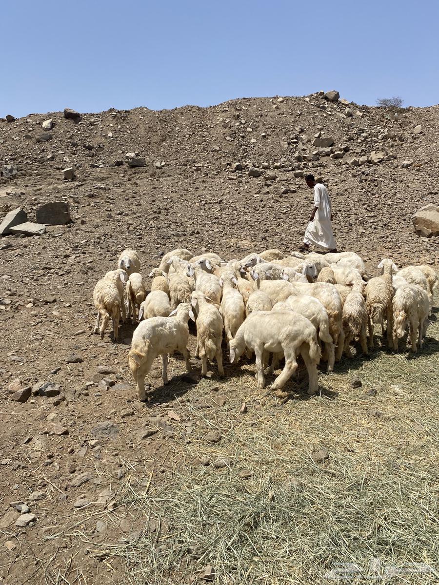 طليان حري 50 راس64428711758337113