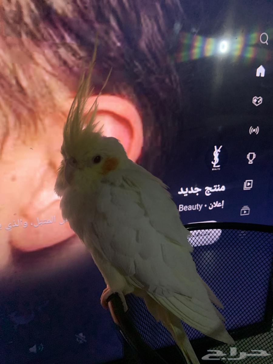 بغبغا كوكاتيل للبيع64426241570435110