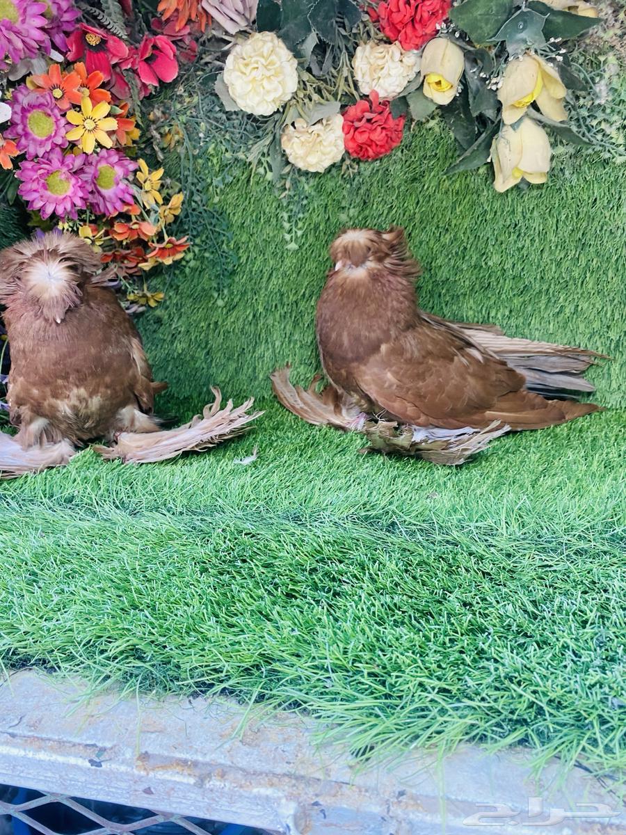 للبيع طبه بخاره احمر64428053017219111