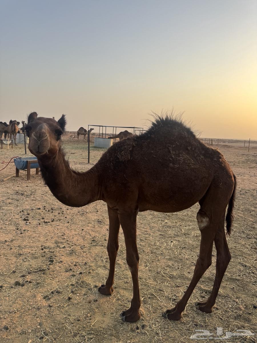 للبيع بكره فل شحم64428603462275111