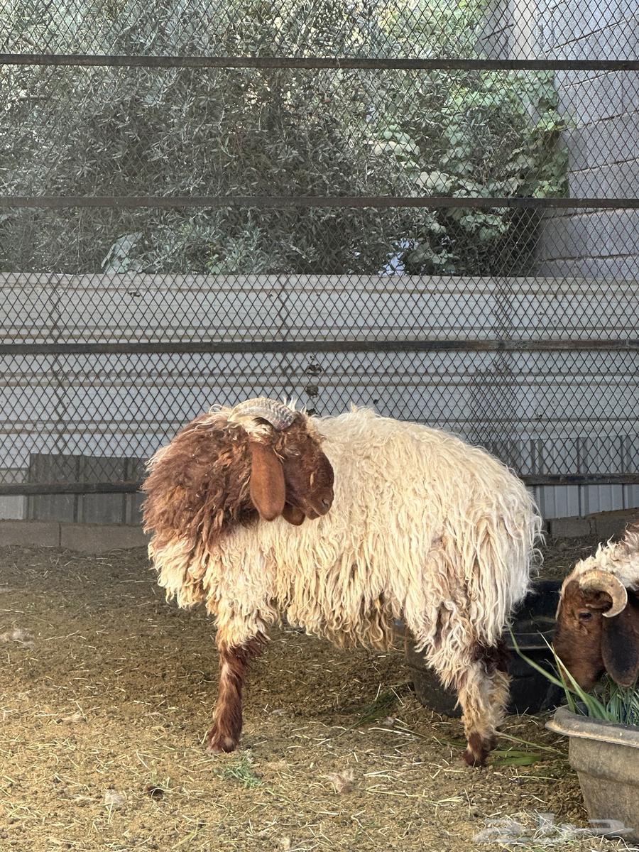 خرفان نعيمي اقساط64431021563139110