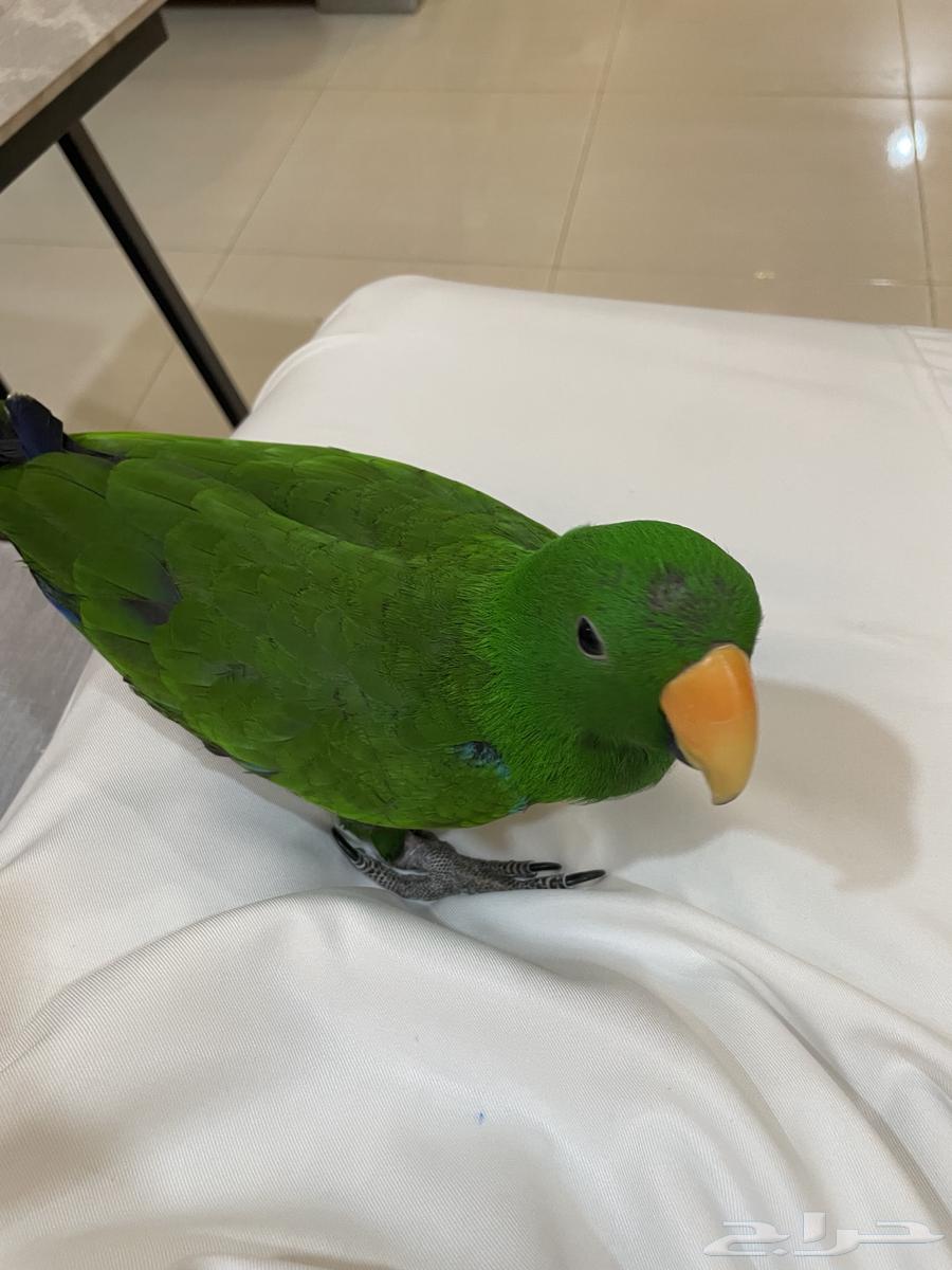 اكليكتوس تم البيع64428779493506112