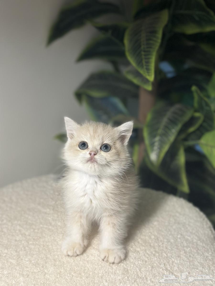 تم البيع ذكر برتيش64427263968257111