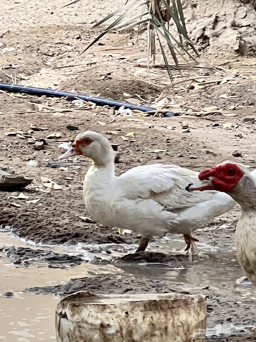 بط مصري للبيع64431882766594111