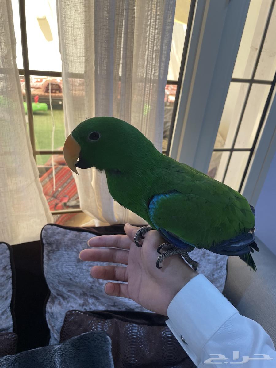 اكليكتوس تم البيع64428779493506111