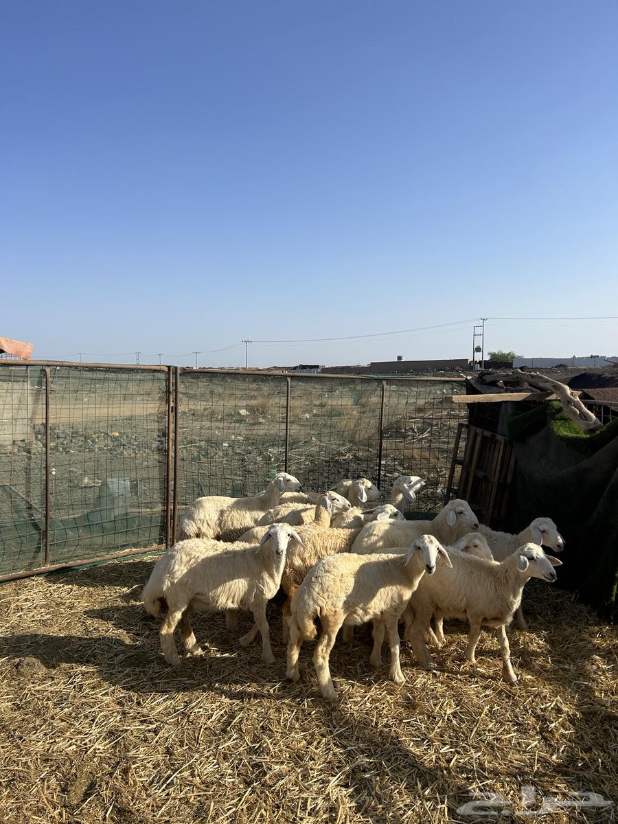 رخال حريات الحد ( 960 ) تم البيع64430954520705111