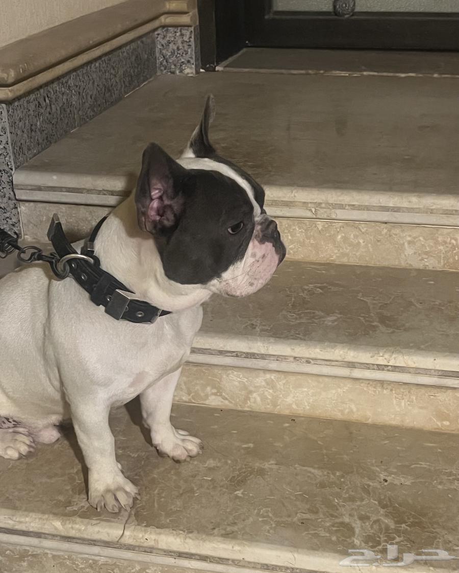 فرنش بول دوق64427049470338111