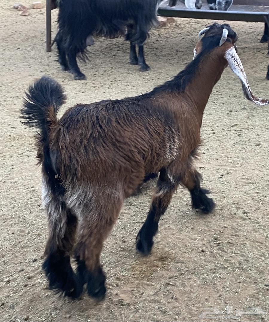 تيس ذبح طيب(تم البيع)64431786307843110