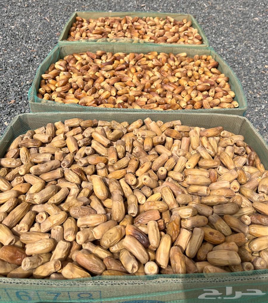 تمر بياض ومواكيل نجران لين للبيع64429290567427110