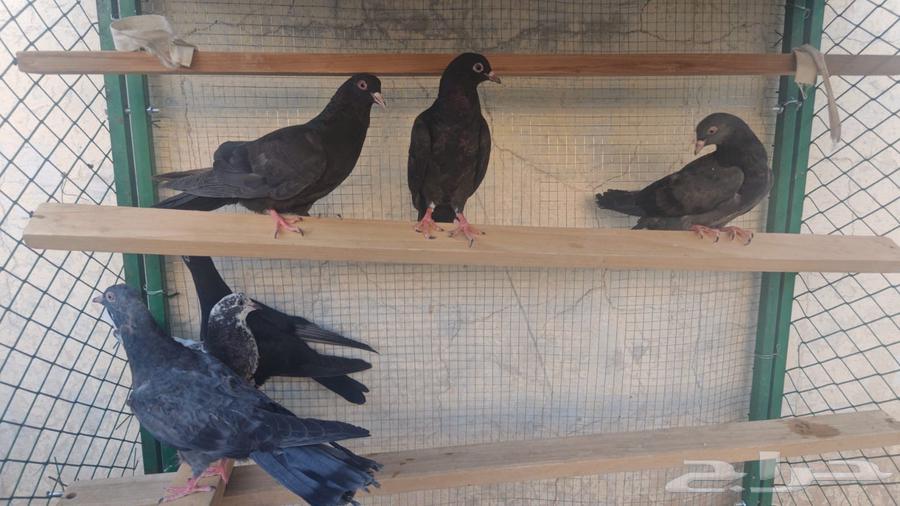 Three good qatayef trays available for sale from the pigeon fanciers, located in Al-Jaradiyah neighborhood, pickup from location64427277417730110