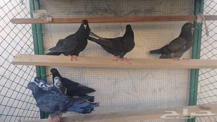 Three good qatayef trays available for sale from the pigeon fanciers, located in Al-Jaradiyah neighborhood, pickup from location64427277417730111