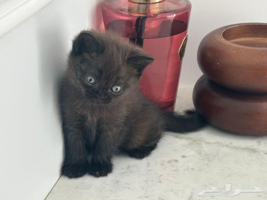 Scottish Fold Kitten for sale in Al-Khobar64428107075329112