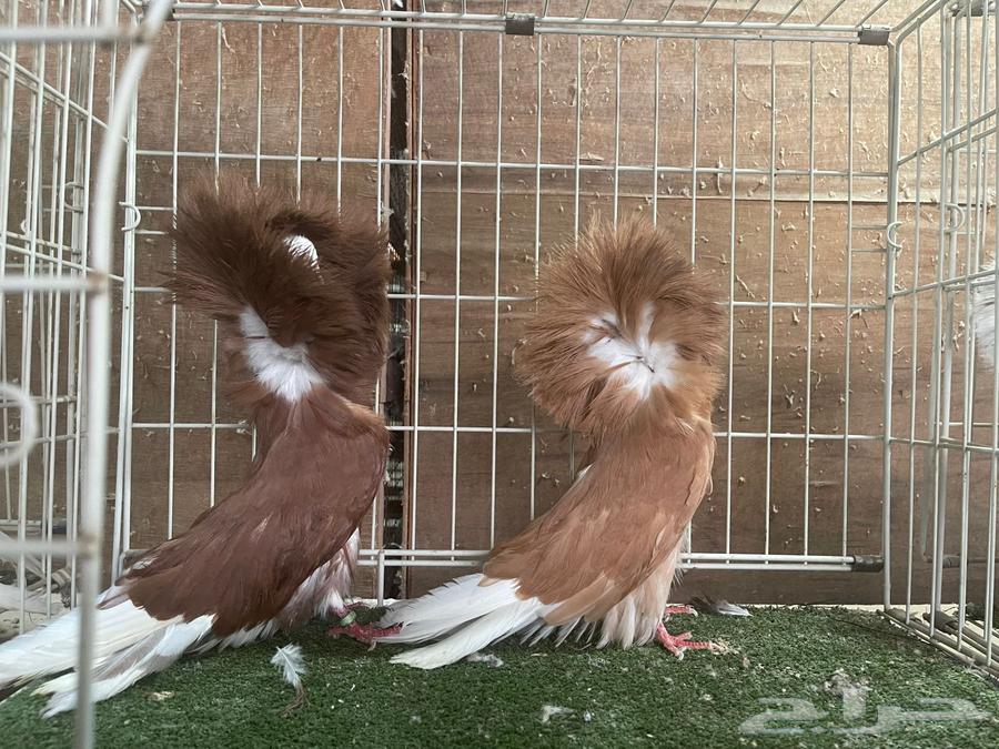 مجموعه بلا جيك جمله64430164593027111