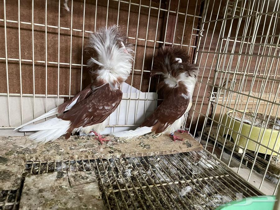 مجموعه بلا جيك جمله64430164593027113