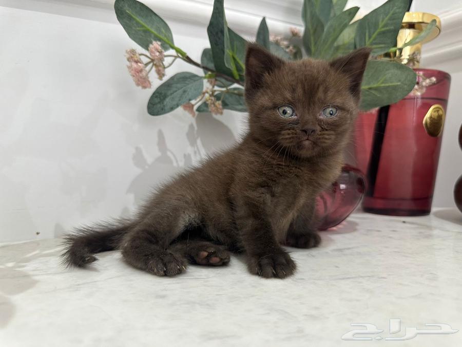 Scottish Fold Kitten for sale in Al-Khobar64428107075329110