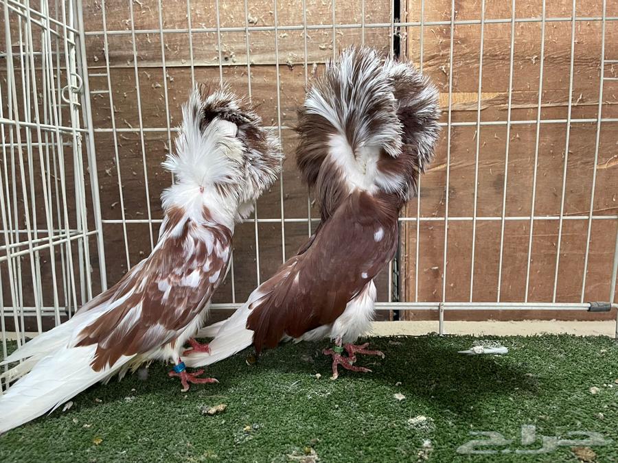 مجموعه بلا جيك جمله64430164593027110