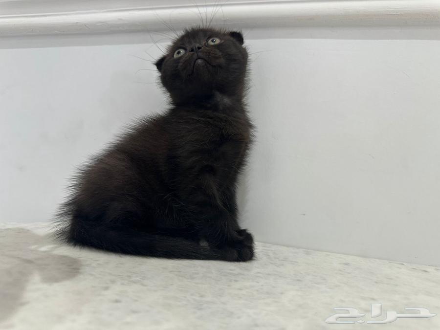 Scottish Fold Kitten for sale in Al-Khobar64428107075329113