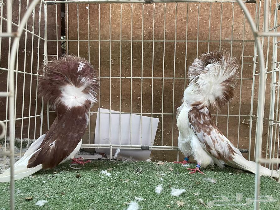 مجموعه بلا جيك جمله64430164593027112