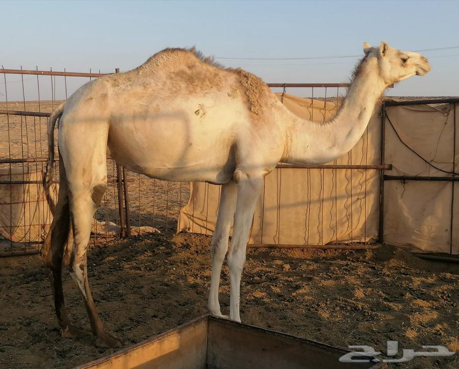 هجن64429816151043110