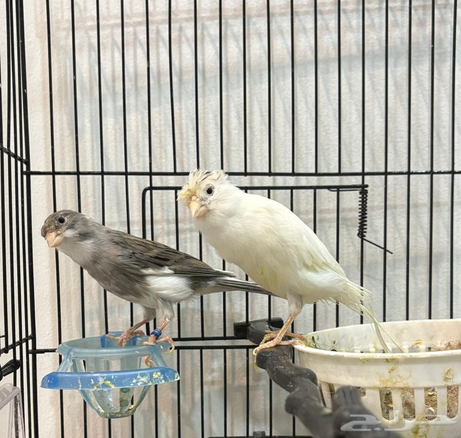 ازوج كناري انتاج تغريد64429613862787110