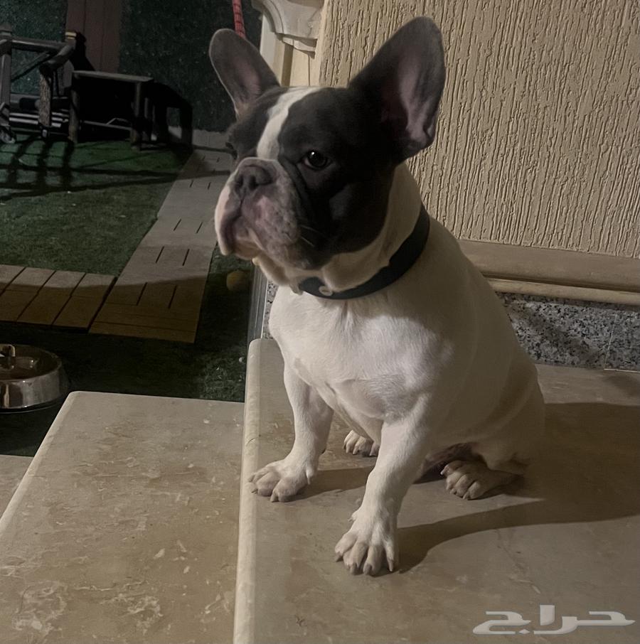 فرنش بول دوق64427049470338112