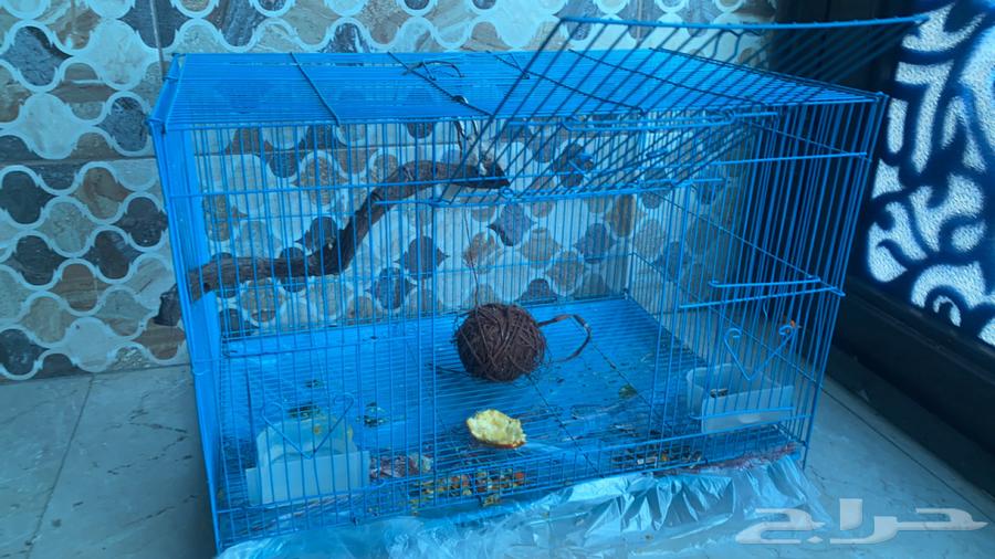 ببغاء لوري متكلم64431008131331113