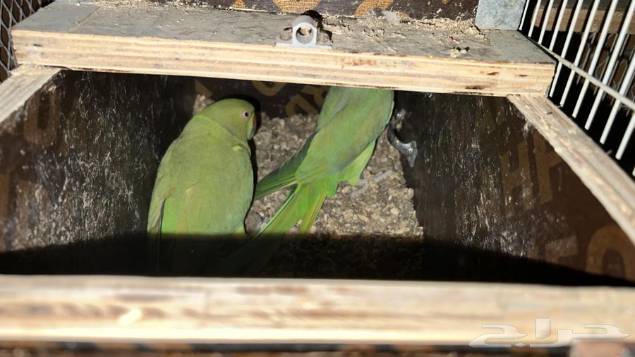 زوج دره منتج64429008936065110