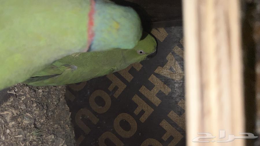 زوج دره منتج64429008936065112