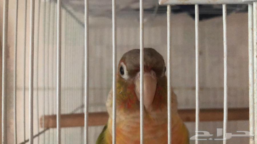 تم البيع64431534979202114