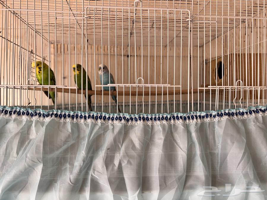 طيور بادجي64429681609603110