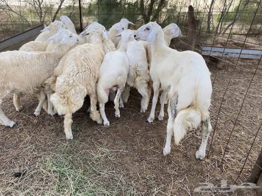 Tulian64432278201730111