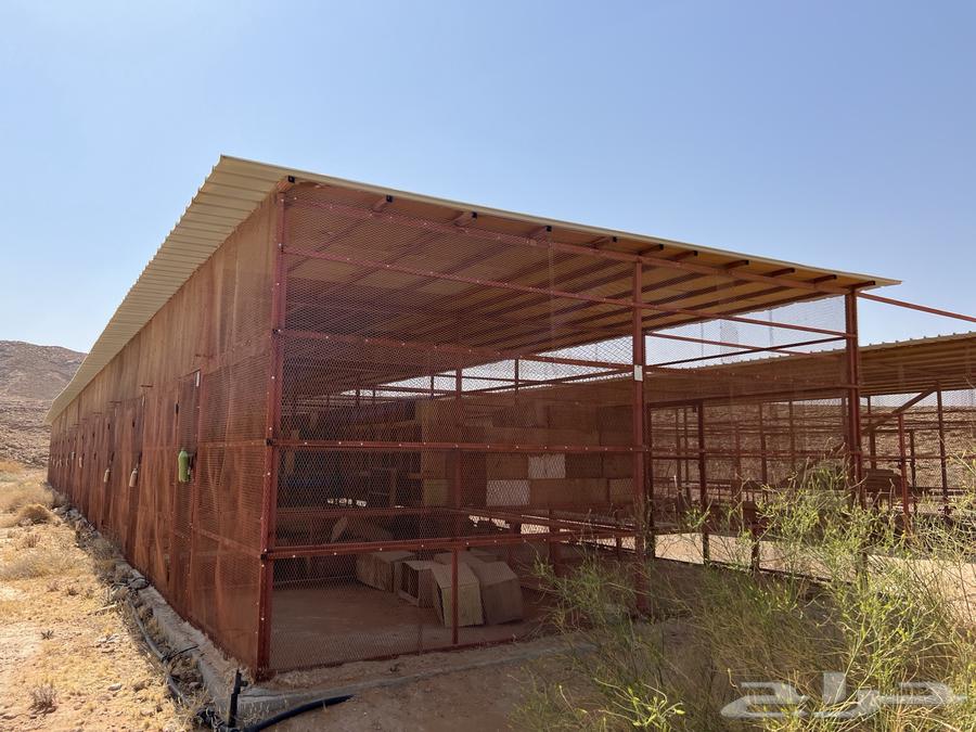 للبيع مضلات حديد64428725390338110