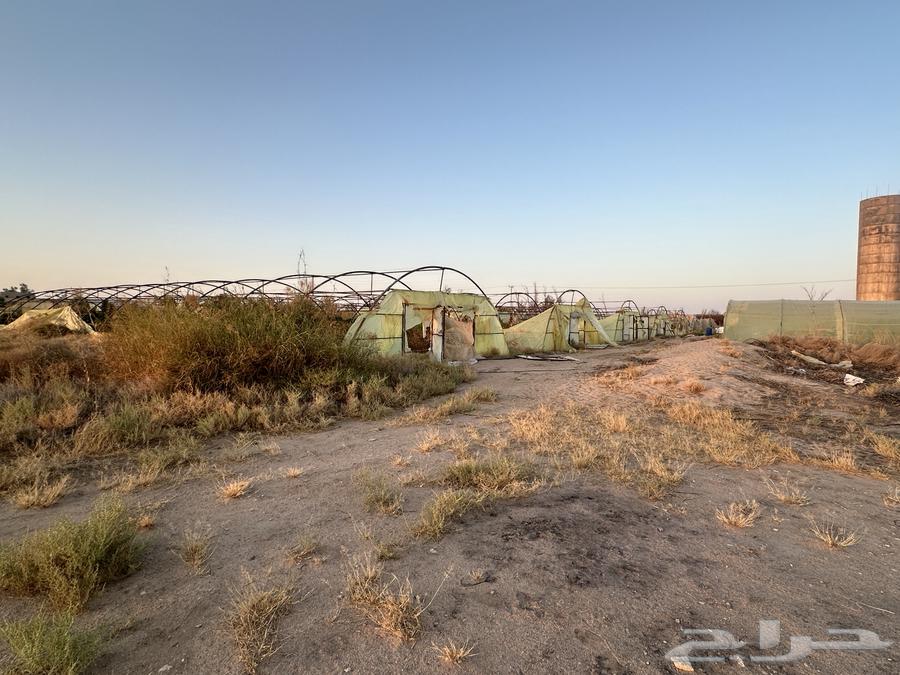 بيوت محميه زراعيه64431062026754110