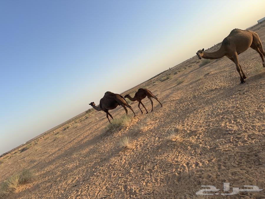 بيع خلفه64431021513218114