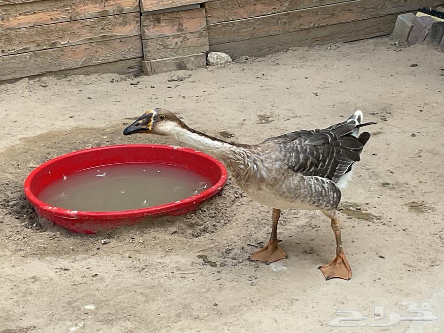 أربعا بطات64589500902401110