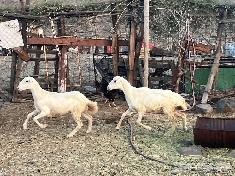 رخال رفد64431589340546114