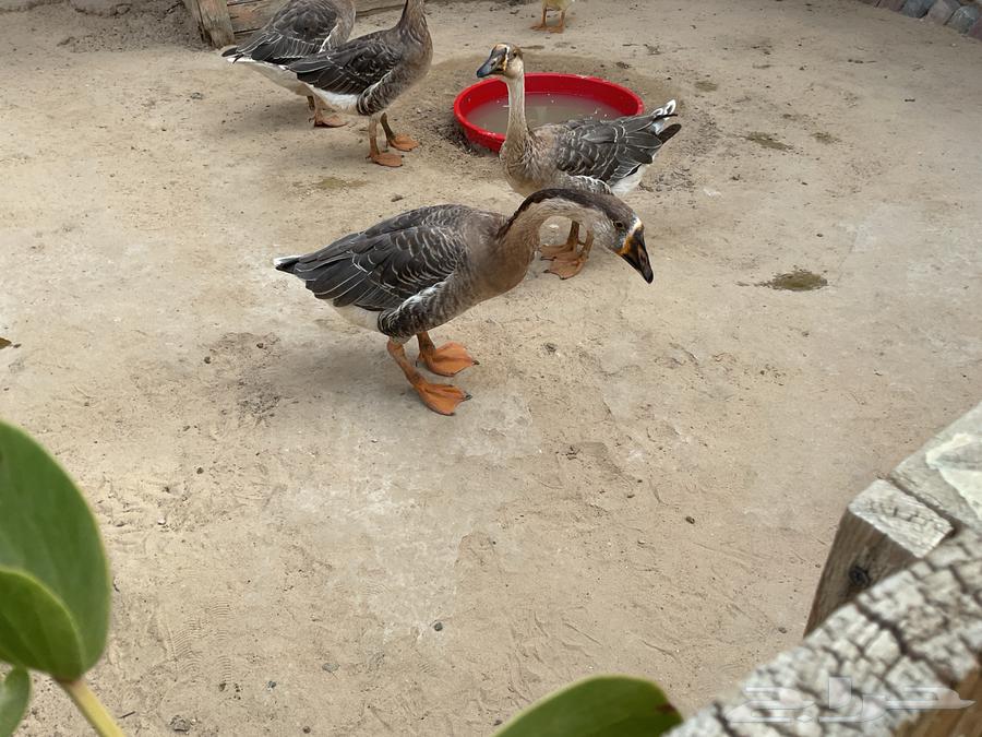 أربعا بطات64589500902401111