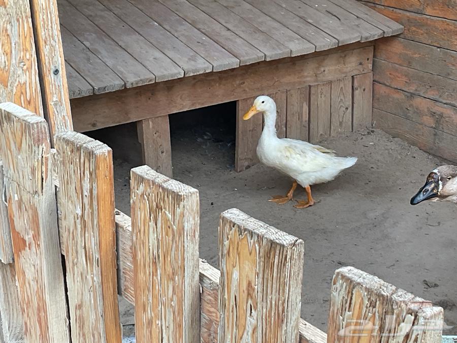 أربعا بطات64589500902401113