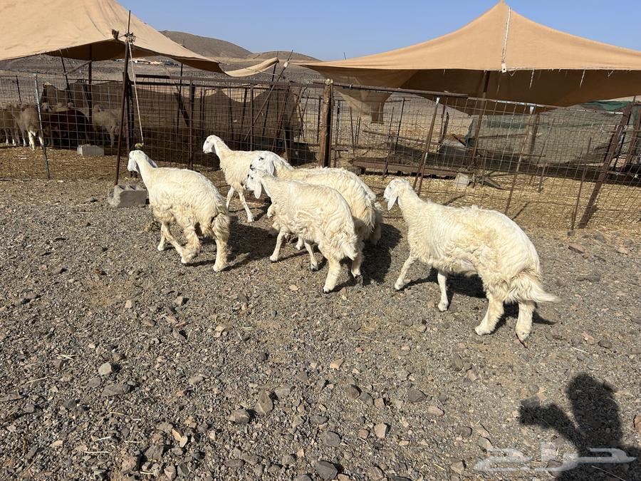 Sacrificial animals and rams for sale, delivery service available64428187964675111