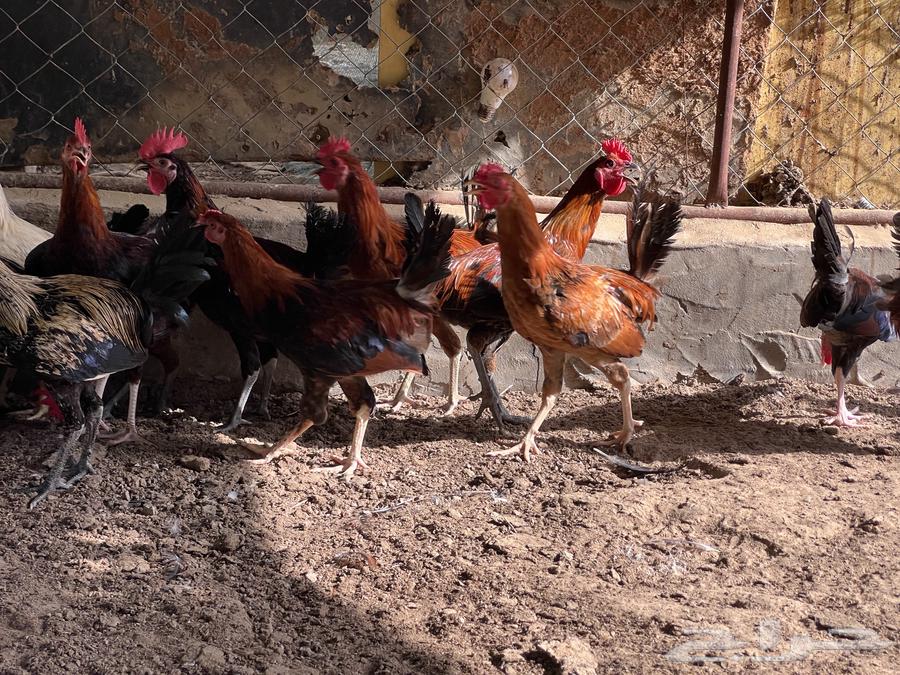 ديك بلدي العدد 40 ديك تم البيع64429869795585114