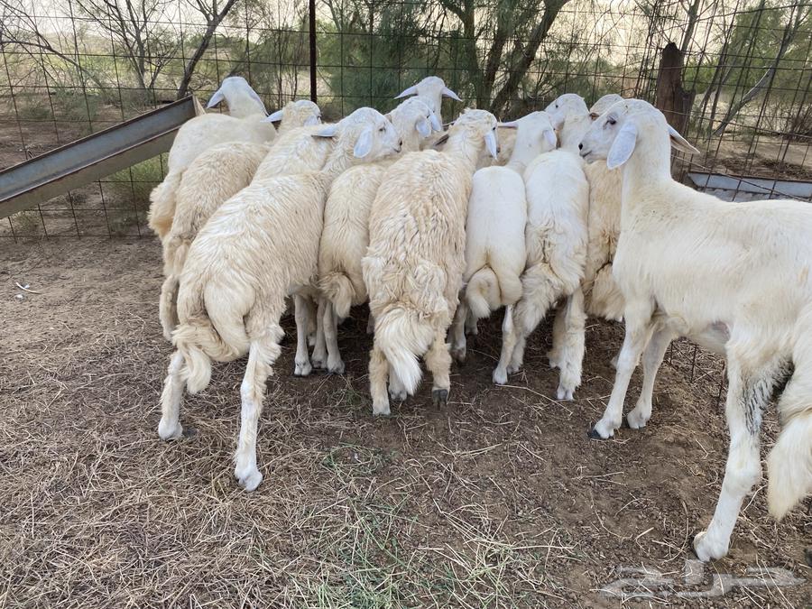 Tulian64432278201730110