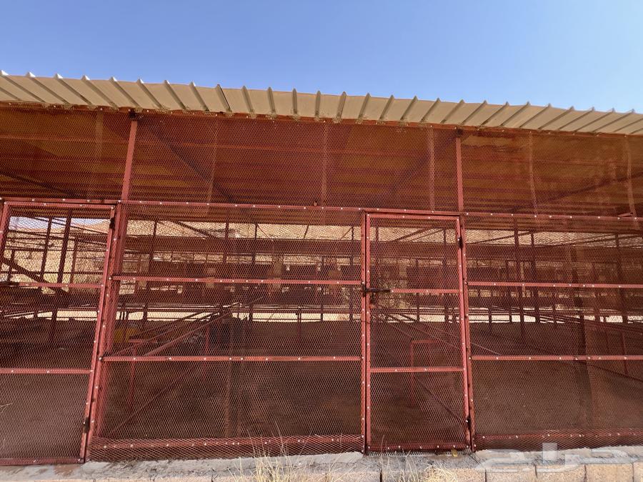 للبيع مضلات حديد64428725390338112