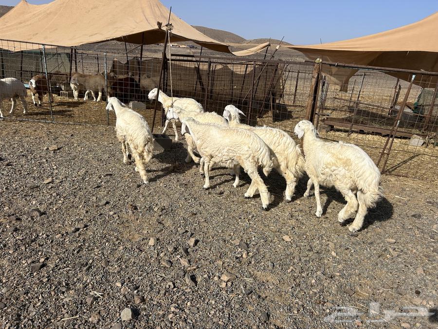 Sacrificial animals and rams for sale, delivery service available64428187964675110