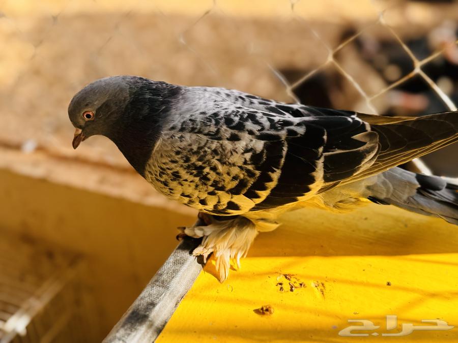 Turkish female with complexity64430711556739110