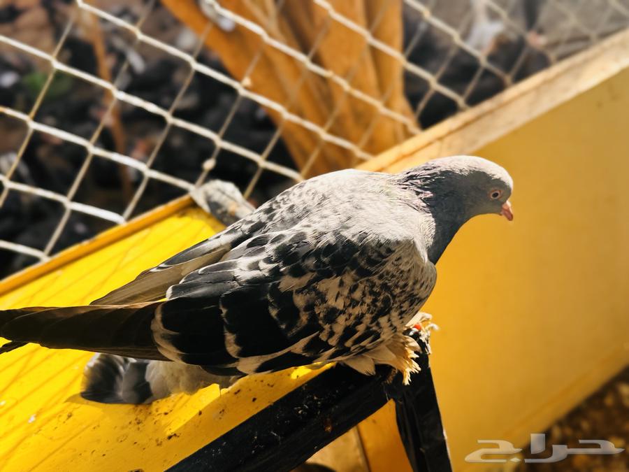 Turkish female with complexity64430711556739111